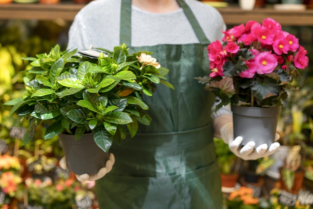 Plantas são um bom negócio na crise