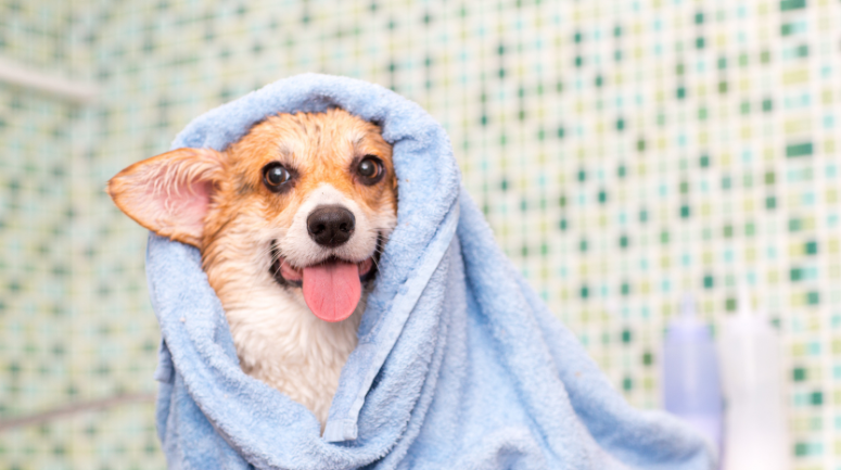 Mercado de trabalho pet: por que Banho e Tosa é uma profissão promissora